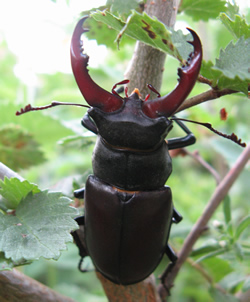 Male Stag Beetle - June 2011